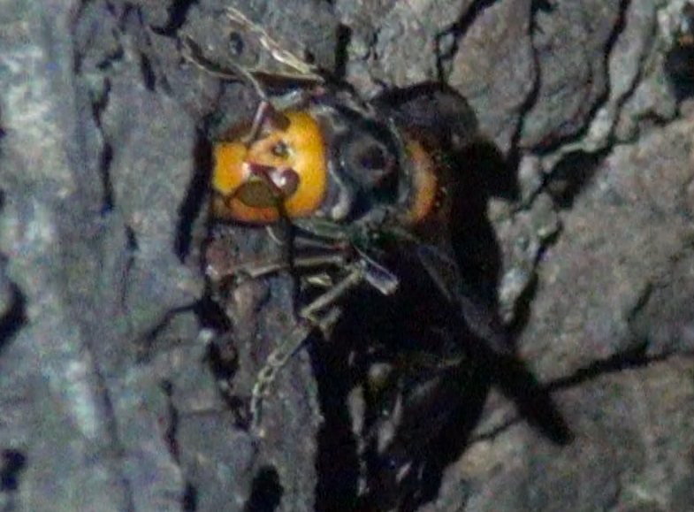 オオスズメバチ-女王_団地前のクヌギ 2024年5月10日19時20分 気温18.5度